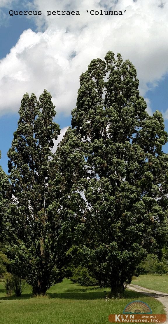 Quercus petraea 'Columna'-Columnar Durmast Oak