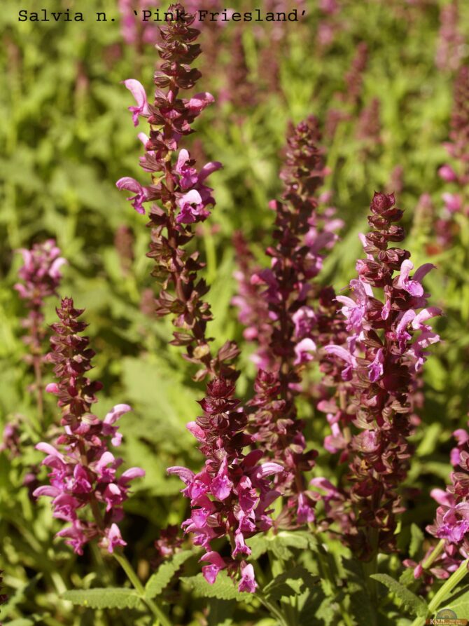 Salvia nemerosa 'Pink Friesland'-Pink Friesland Meadow Sage