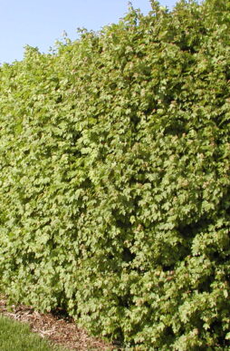 Acer campestre-Hedge Maple