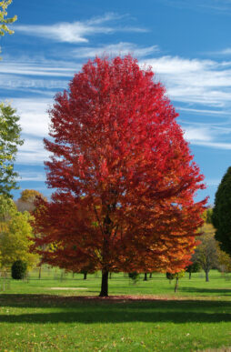 ACER x freemanii Autumn Blaze® -  Autumn Blaze® Maple