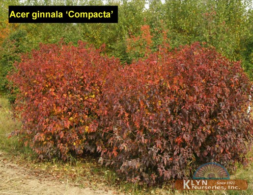 Acer Ginnala Compacta Compact Amur Maple,Best Emergency Food To Buy