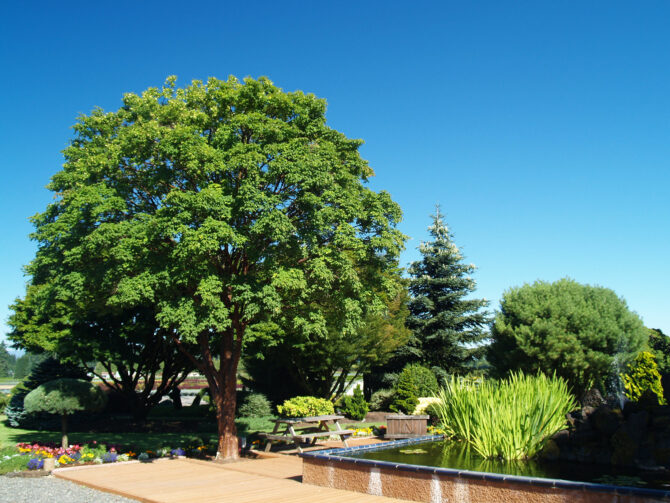 Acer griseum-Paperbark Maple