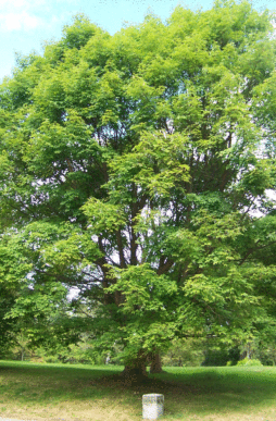 Acer griseum x maximowiczianum-Girard's Hybrid Paperbark Maple