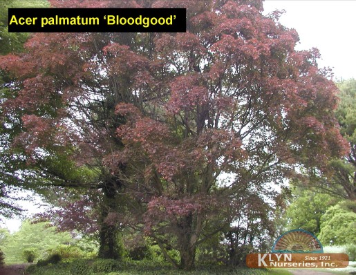 ACER palmatum 'Bloodgood'