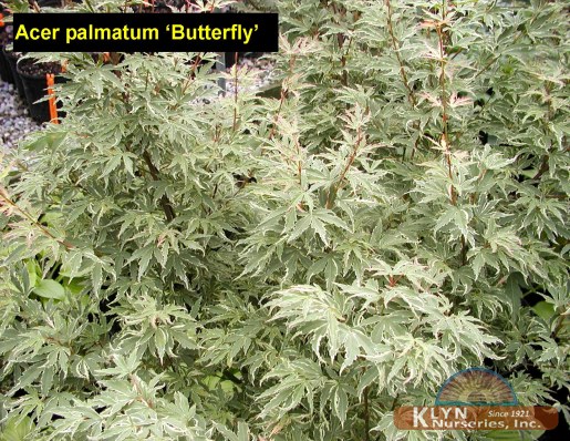 ACER palmatum 'Butterfly'