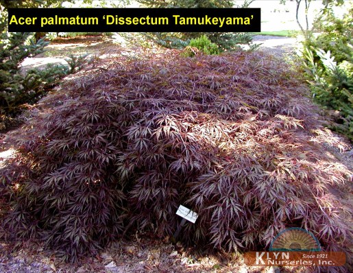 ACER palmatum 'Dissectum Tamukeyama'