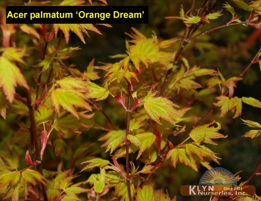 ACER palmatum 'Orange Dream'