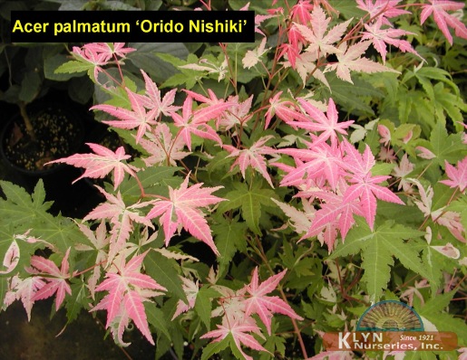 ACER palmatum 'Orido Nishiki'