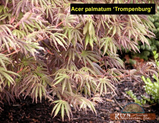 ACER palmatum 'Trompenburg'
