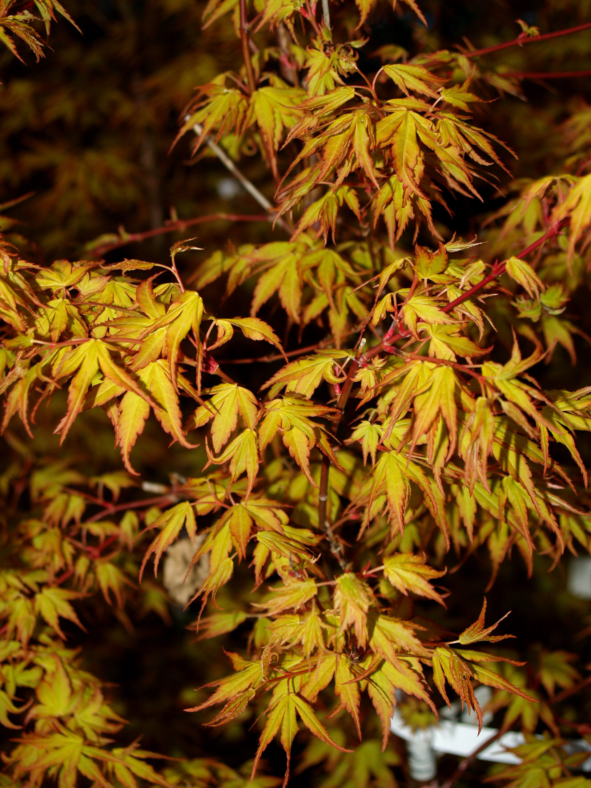 Acer palmatum, 'Katsura'-Katsura Japanese Maple