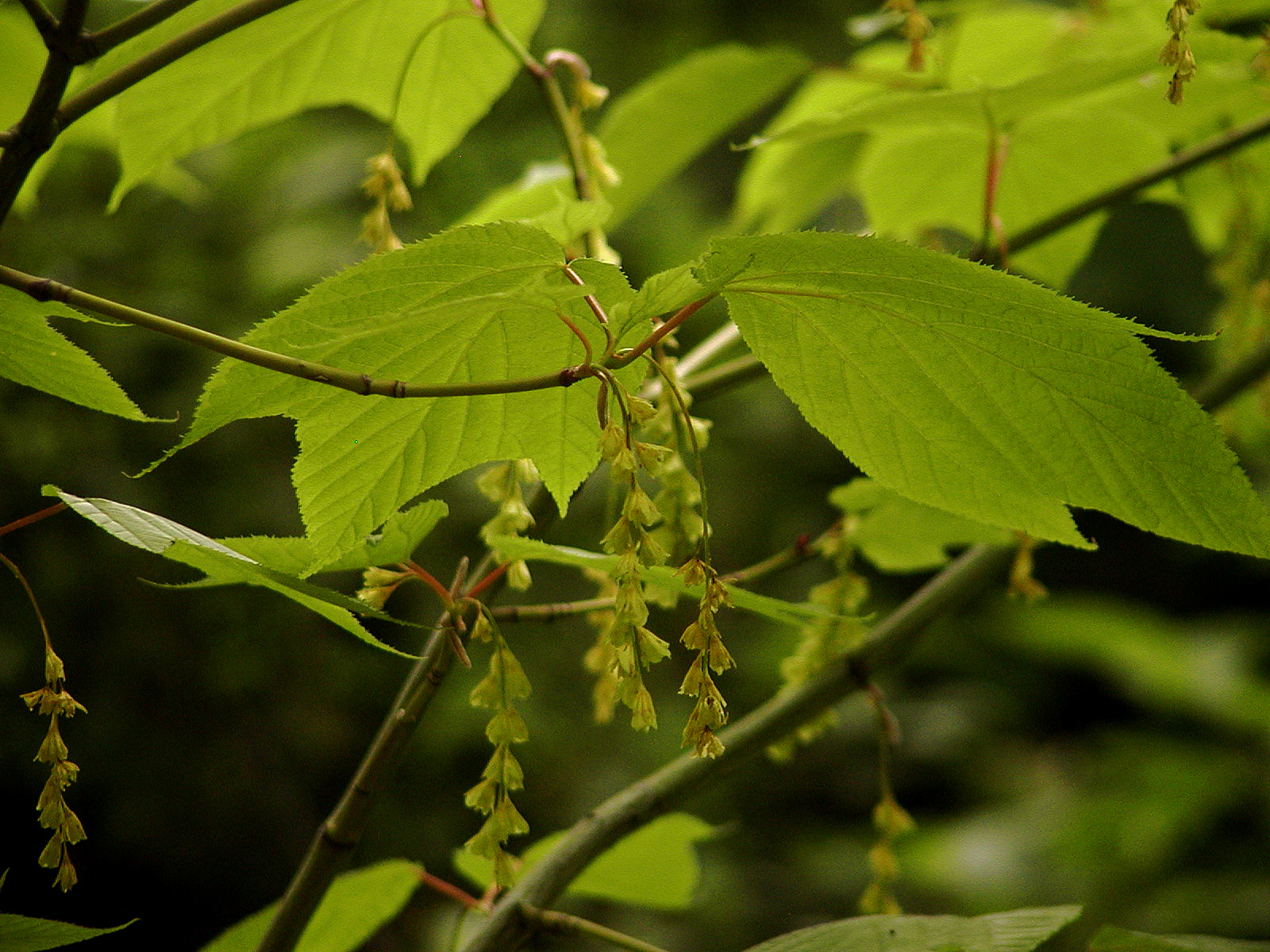 Acer pensylvanicum-Moosewood or Striped Maple