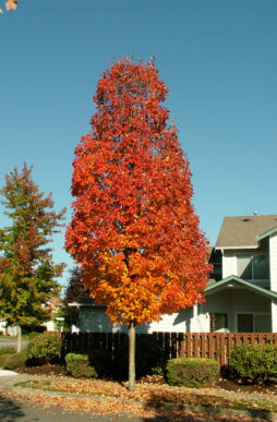 Acer rubrum 'Bowhall'-Bowhall Red Maple