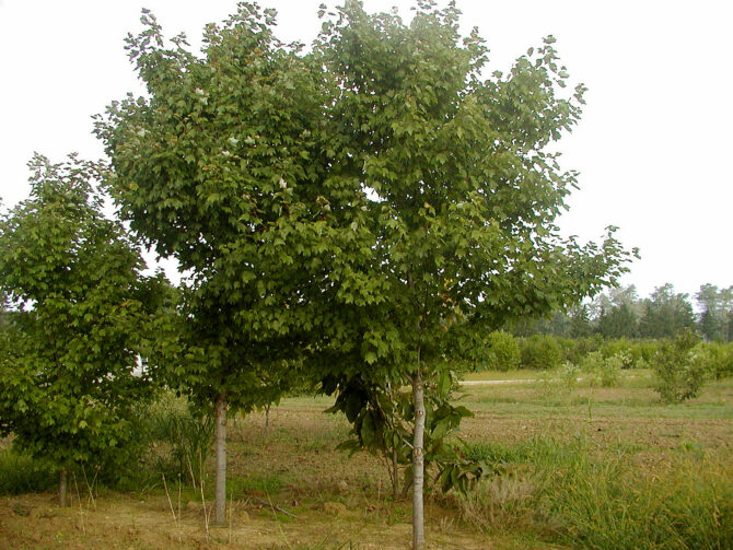 Acer rubrum 'Brandywine'-Brandywine Red Maple