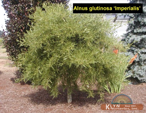 ALNUS glutinosa 'Imperialis'