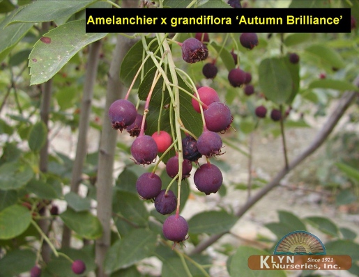 AMELANCHIER x grandiflora 'Autumn Brilliance'