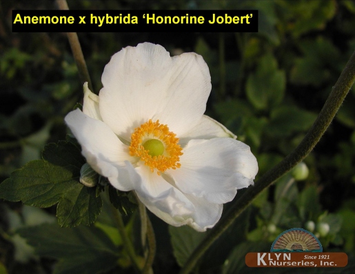 ANEMONE x hybrida 'Honorine Jobert'