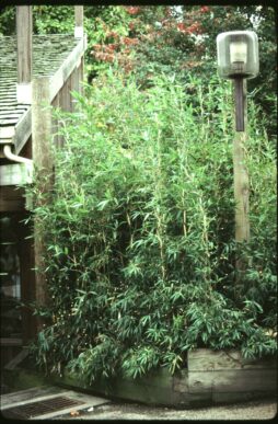 ARUNDINARIA gigantea - Canebrake Bamboo