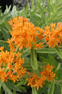 ASCLEPIAS tuberosa - Butterfly Weed