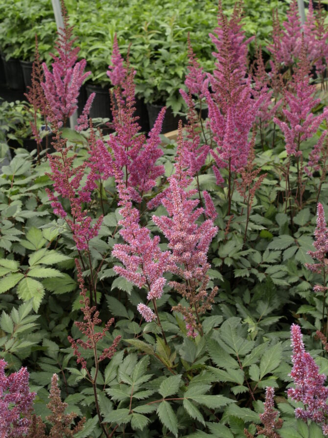 ASTILBE 'Maggie Daley' - Maggie Daley Meadow Sweet