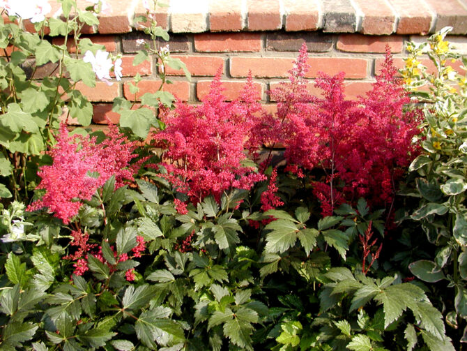 ASTILBE 'Red Sentinel' - Red Sentinel Meadow Sweet