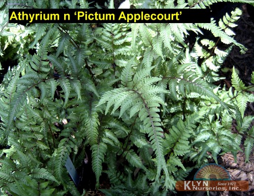 ATHYRIUM niponicum 'Pictum Applecourt'