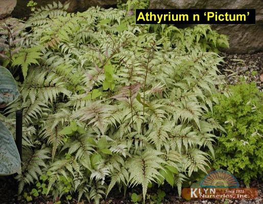 ATHYRIUM niponicum 'Pictum'
