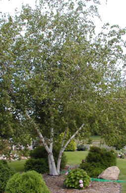 BETULA populifolia 'Whitespire' - Whitespire Birch
