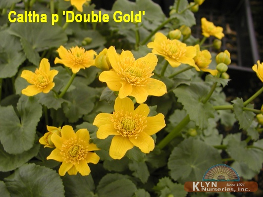 CALTHA palustris 'Double Gold' - Double Gold Marsh Marigold