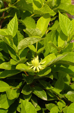 CALYCANTHUS floridus 'Athens' - Athens Sweetshrub