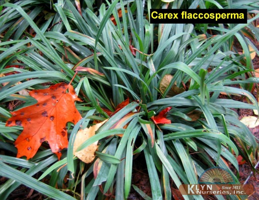 CAREX flaccosperma - Blue Wood Sedge