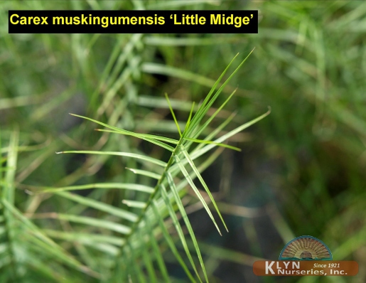 CAREX muskingumensis 'Little Midge' - Little Midge Palm Sedge