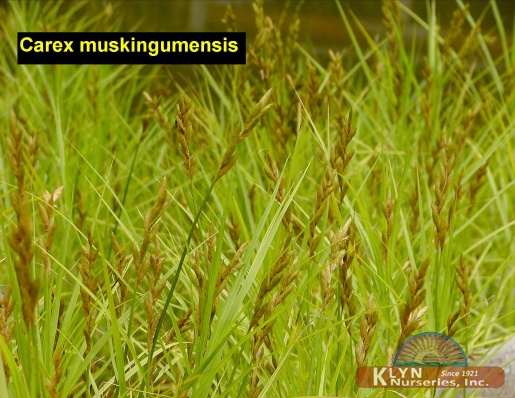 CAREX muskingumensis - Palm Sedge Grass