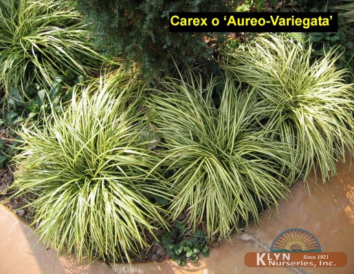 CAREX oshimensis 'Aureo-variegata' - Variegated Japanese Sedge Grass