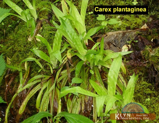 CAREX plantaginea - Wide Leaf Sedge