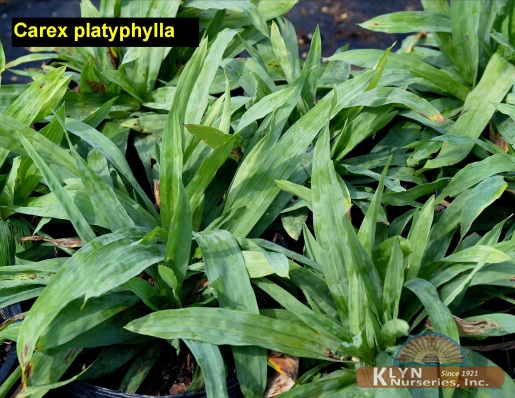 CAREX platyphylla - Blue Satin Sedge