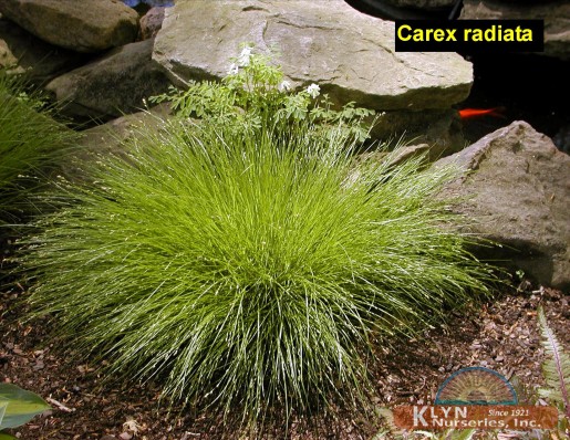 CAREX radiata - Eastern Star Wood Sedge