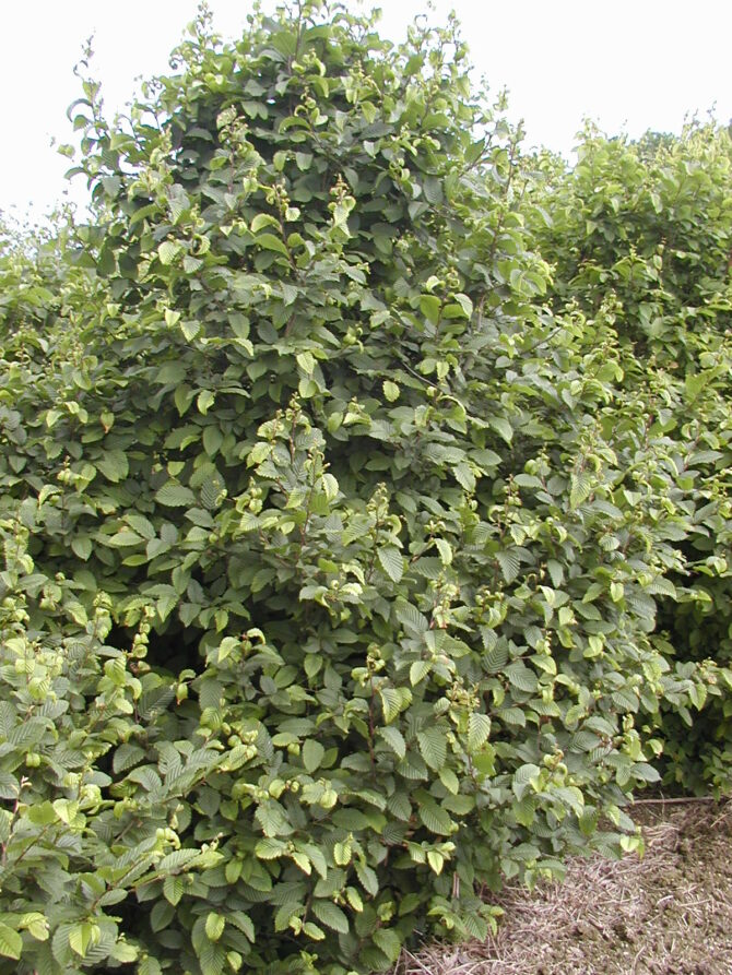 CARPINUS betulus - European Hornbeam