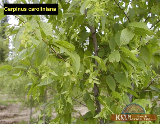 CARPINUS caroliniana - Musclewood or American Hornbeam