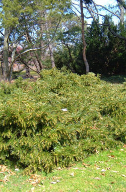 CEPHALOTAXUS harringtonia - Japanese Plum Yew