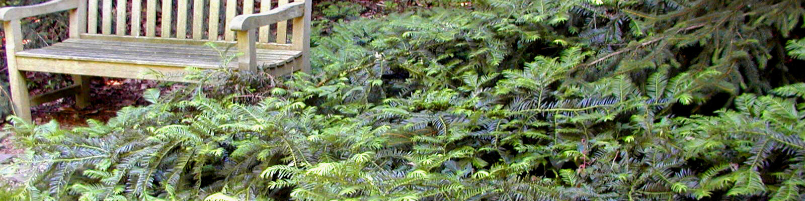CEPHALOTAXUS harringtonia 'Prostrata' - Prostrate Plum Yew