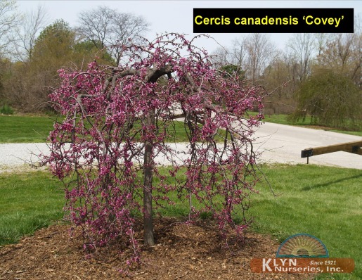 CERCIS canadensis 'Covey' - Lavender Twist® Redbud