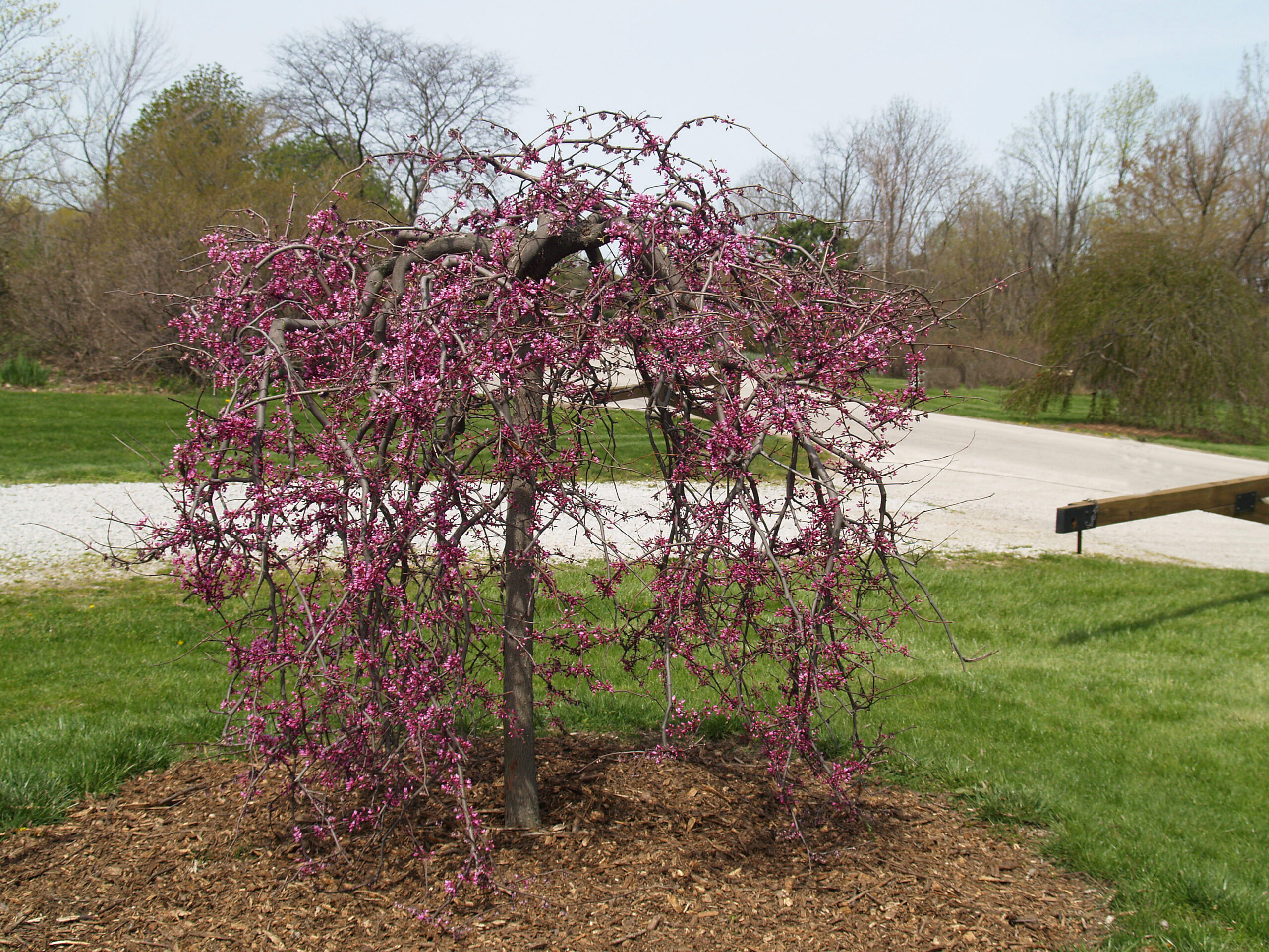 Cercis canadensis Lavender Twist® ('Covey') (PP10328, COPF) from NVK  Nurseries