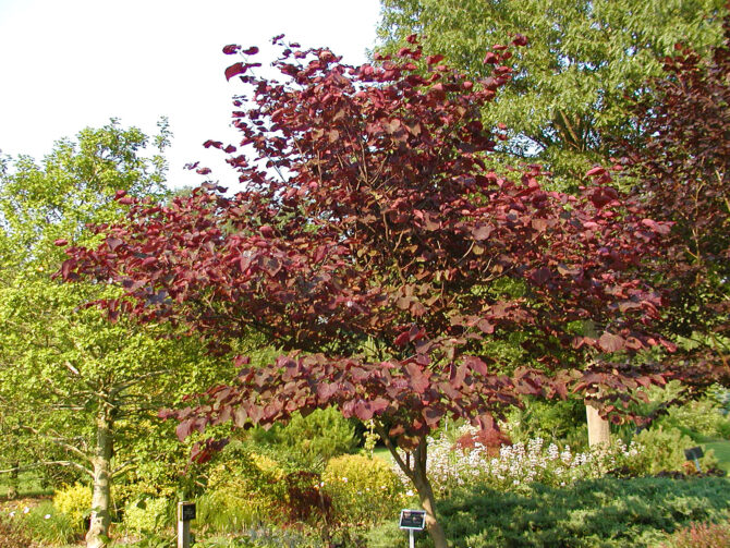 CERCIS canadensis 'Forest Pansy' - Forest Pansy Redbud