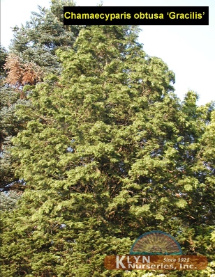 CHAMAECYPARIS obtusa 'Gracilis' - Hinoki False Cypress
