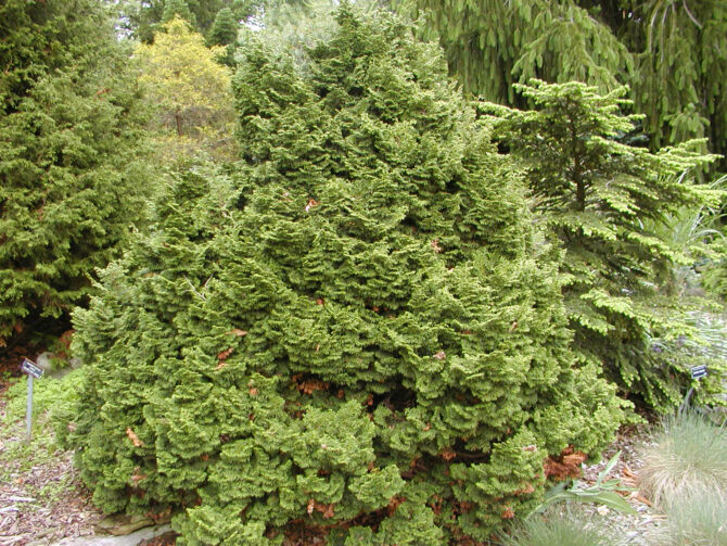CHAMAECYPARIS obtusa 'Kosteri' - Koster Hinoki False Cypress
