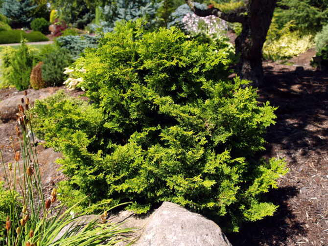 CHAMAECYPARIS obtusa 'Repens' - Prostrate Hinoki False Cypress