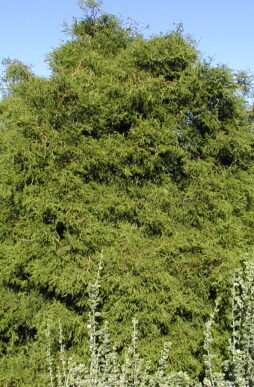 CHAMAECYPARIS obtusa 'Torulosa' - Twister Hinoki False Cypress