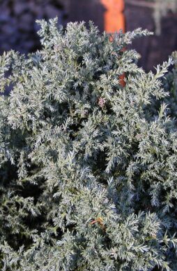 CHAMAECYPARIS pisifera 'Squarrosa Intermedia' - Blue Moss False Cypress