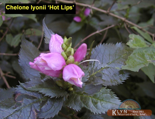 CHELONE lyonii 'Hot Lips' - Hot Lips Turtlehead