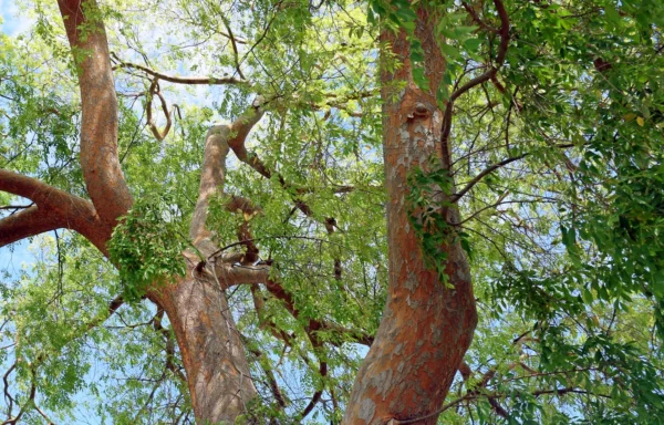 ULMUS parvifolia